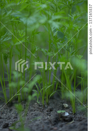young green sprouts in spring, sprouts from the ground on a sunny day 137165837
