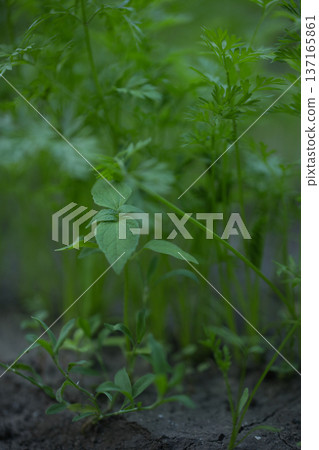 young green sprouts in spring, sprouts from the ground on a sunny day 137165861