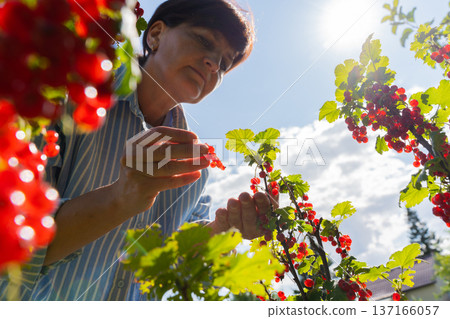 Caucasian mature female harvesting red currants in sunlit garden Caucasian mature female harvesting red currants in sunlit garden 137166057