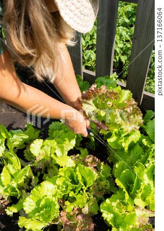 Female adult harvesting fresh lettuce in garden. Growing organic vegetables, natural farming 137166064