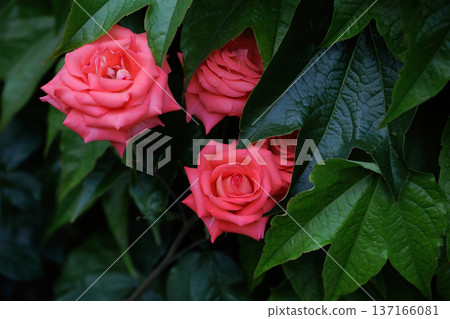 pink roses close up between big green leaves of another plant 137166081