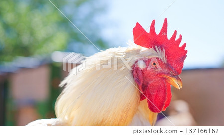 Rooster crowing proudly in outdoor farm setting Rooster crowing proudly in outdoor farm setting 137166162