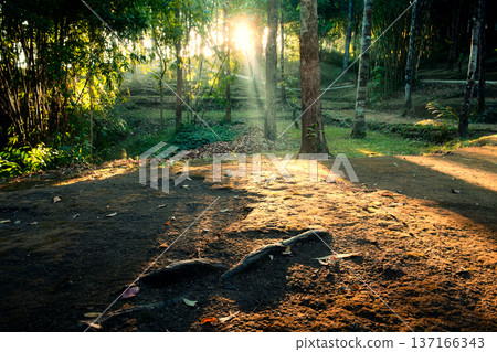 Sunlight shines through tropical forest and soil ground 137166343