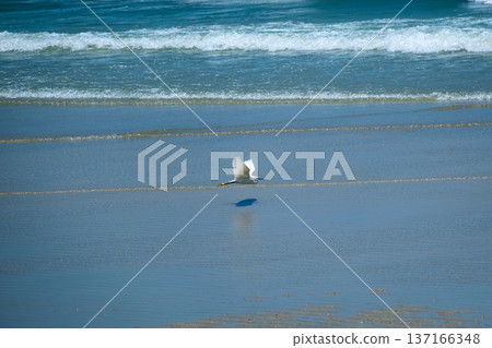 White bird flying over ocean waves and the beach 137166348