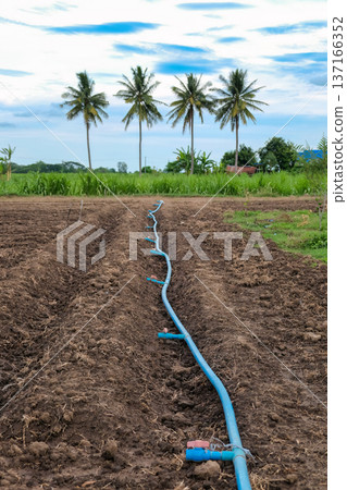 Drip irrigation blue pipe system in groove cultivated soil on tropical farmland in countryside Drip irrigation blue pipe system in groove cultivated soil on tropical farmland in countryside 137166352