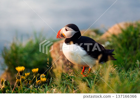 Cute Puffin bird on grassy cliff during golden hour in Borgarfjardarhofn, Iceland Cute Puffin bird on grassy cliff during golden hour in Borgarfjardarhofn, Iceland 137166366