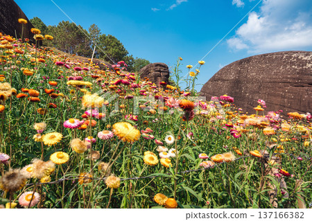 Colorful strawflower blooming with rocky formation on hill in Phu Hin Rong Kla national park Colorful strawflower blooming with rocky formation on hill in Phu Hin Rong Kla national park 137166382