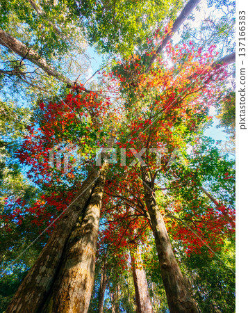 Tropical rainforest with red foliage maple tree in national park Tropical rainforest with red foliage maple tree in national park 137166383