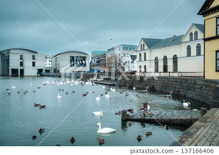 Swans and ducks on Tjornin Pond in Central Reykjavik, Iceland Swans and ducks on Tjornin Pond in Central Reykjavik, Iceland 137166406