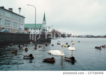Swans and ducks on Tjornin Pond in Central Reykjavik Swans and ducks on Tjornin Pond in Central Reykjavik 137166408