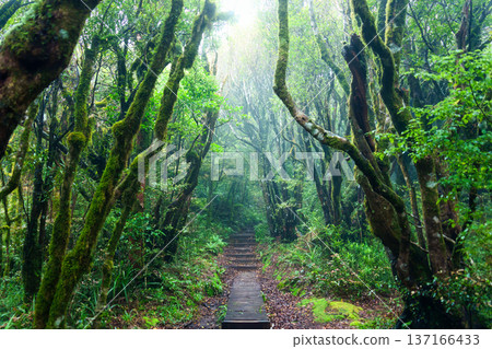 Wooden pathway through lush green forest on hiking trail in New Zealand Wooden pathway through lush green forest on hiking trail in New Zealand 137166433