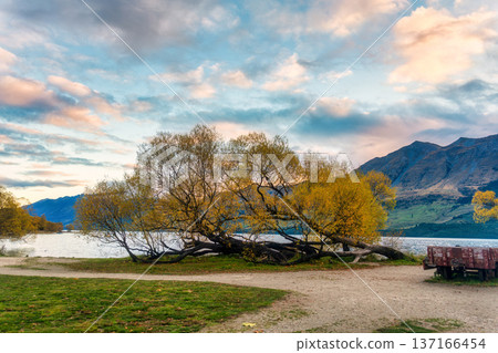 Scenic Glenorchy with leaning autumn tree and mountain on Lake Wakatipu, New Zealand Scenic Glenorchy with leaning autumn tree and mountain on Lake Wakatipu, New Zealand 137166454