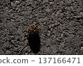 dry flower on the ground, on dark gray asphalt, dark shadow from the flower due to the bright sun 137166471