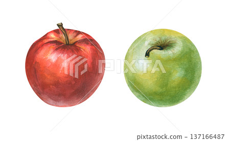 Double watercolor apples on an isolated background. Watercolor illustration of ripe red and green apples. Realistic clipart of juicy fruits for the design of jams, juices, baby food. Double watercolor apples on an isolated background. Watercolor illustration of ripe red and green apples. Realistic clipart of juicy fruits for the design of jams, juices, baby food. 137166487