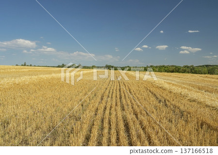 Golden stubble of wheat field under clear blue sky. Landscape of field with mowed wheat, harvesting of grain crops. Agriculture, harvesting. 137166518
