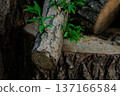 a cut tree from which green young leaves have sprouted 137166584