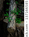 a cut tree from which green young leaves have sprouted 137166585