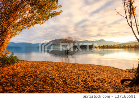 Wanaka tree on Lake Wanaka between yellow foliage tree at New Zealand Wanaka tree on Lake Wanaka between yellow foliage tree at New Zealand 137166591