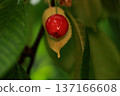 ripe red cherries on a tree among green leaves close-up 137166608