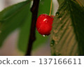 ripe red cherries on a tree among green leaves close-up 137166611
