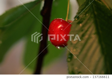 ripe red cherries on a tree among green leaves close-up ripe red cherries on a tree among green leaves close-up 137166611