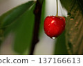 ripe red cherries on a tree among green leaves close-up 137166613