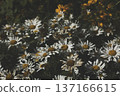 Nearby large daisies with bees are happy, gloomy summer landscape 137166615