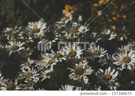 Nearby large daisies with bees are happy, gloomy summer landscape Nearby large daisies with bees are happy, gloomy summer landscape 137166615