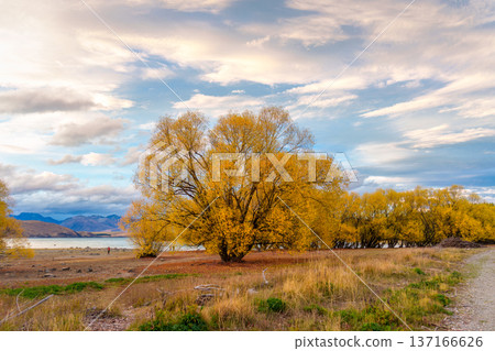 Willow tree with yellow leaves in autumn by Lake Tekapo at New Zealand 137166626
