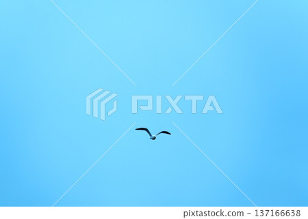 Minimalist seagull bird soaring in clear blue sky Minimalist seagull bird soaring in clear blue sky 137166638
