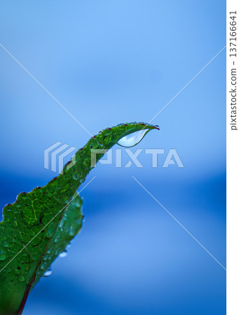 Closeup of green leaf with water droplet against blurred blue background 137166641