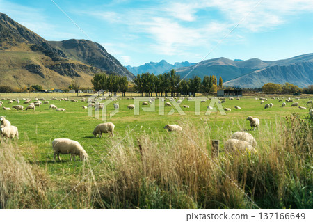 Flock of sheep grazing on green farmland with mountain range in New Zealand Flock of sheep grazing on green farmland with mountain range in New Zealand 137166649
