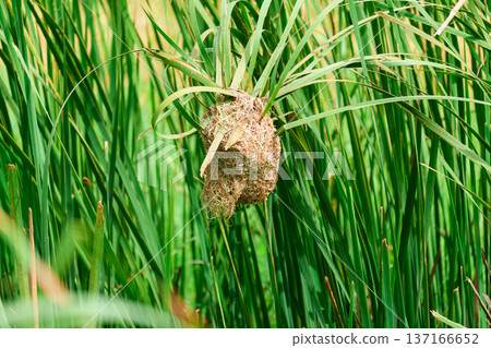 Bird nest nested among lush green reeds leaves in natural habitat 137166652