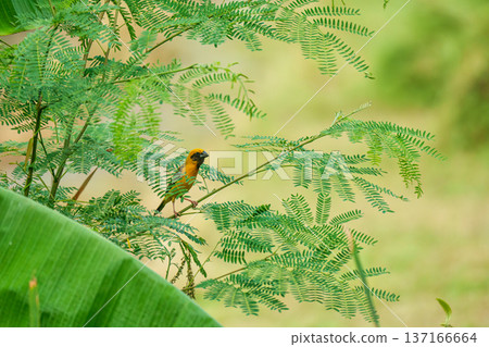 Yellow tiny male bird named Asian Golden Weaver, Ploceus hypoxanthus perching on green leaf in wetland Yellow tiny male bird named Asian Golden Weaver, Ploceus hypoxanthus perching on green leaf in wetland 137166664