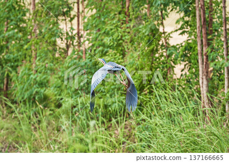 Big Grey Heron bird flying above of lush forest and natural habitat 137166665