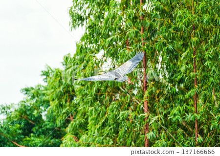 Big Grey Heron bird flying above of lush forest and natural habitat 137166666