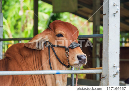 Young brown Brahman species standing in rustic stable Young brown Brahman species standing in rustic stable 137166667