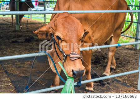 Young brown Brahman species standing in rustic stable 137166668