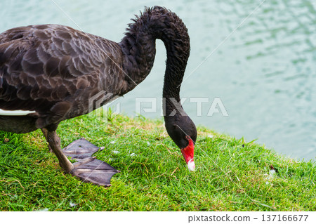 Elegant black swan grazing on grass by calm lake 137166677