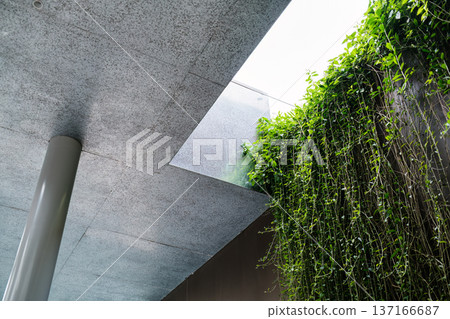 Green ivy cascading from concrete ceiling in modern architecture 137166687