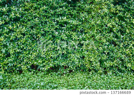 Lush green foliage plant covered on the wall 137166689