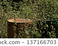 Wild plants grow freely beside a rusted metal barrel in a sunlit field. A contrast of natural beauty and industrial decay captured in detail. 137166703