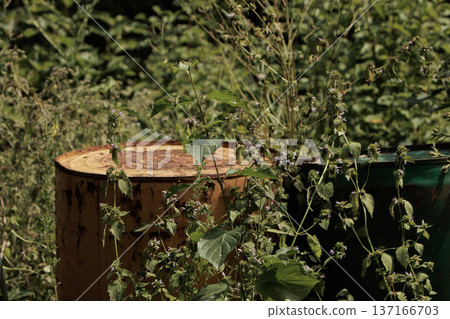Wild plants grow freely beside a rusted metal barrel in a sunlit field. A contrast of natural beauty and industrial decay captured in detail. 137166703