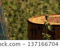 Wild plants grow freely beside a rusted metal barrel in a sunlit field. A contrast of natural beauty and industrial decay captured in detail. 137166704
