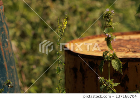 Wild plants grow freely beside a rusted metal barrel in a sunlit field. A contrast of natural beauty and industrial decay captured in detail. 137166704