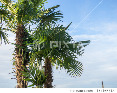 Palm trees against the sky. Warm place concept. Resort place. Palm trees against the sky. Warm place concept. Resort place. 137166712