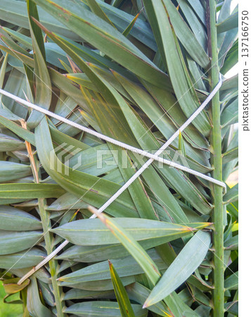 Palm leaves tied with ropes. Gardening. Safety of the plant from the wind. 137166750
