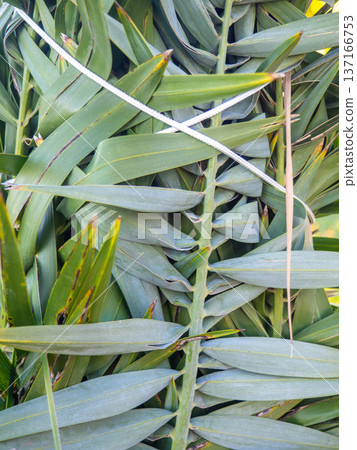 Palm leaves tied with ropes. Gardening. Safety of the plant from the wind. Palm leaves tied with ropes. Gardening. Safety of the plant from the wind. 137166753