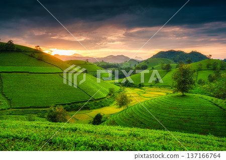 Sunset shining over Long Coc tea hill in agricultural field on countryside Sunset shining over Long Coc tea hill in agricultural field on countryside 137166764