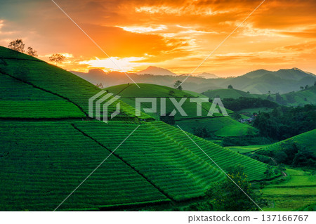 Sunset over Long Coc Tea Hill in agricultural field on countryside during harvest Sunset over Long Coc Tea Hill in agricultural field on countryside during harvest 137166767